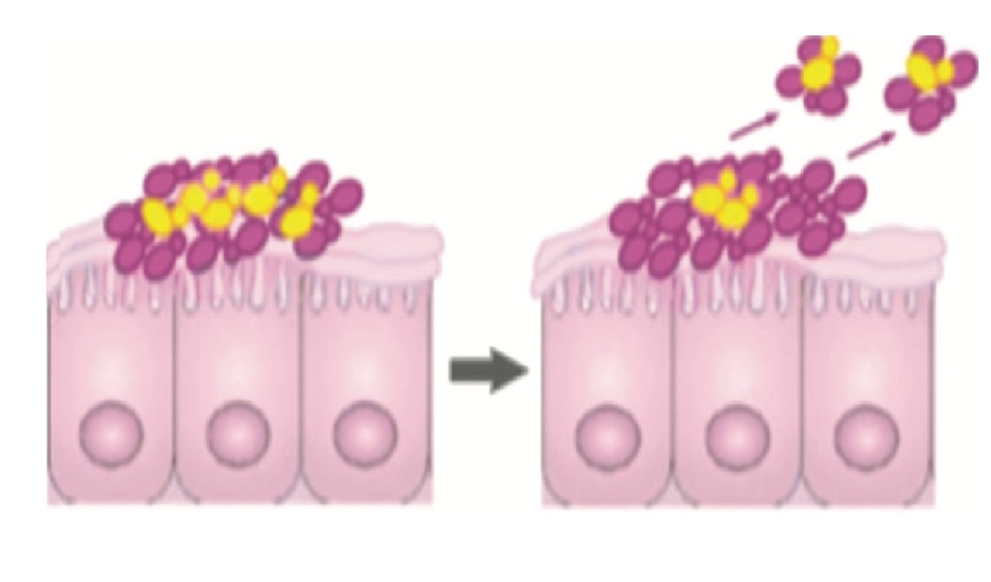 Candiflorex Candida Tedavisi